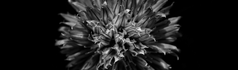 Backyard Flowers In Black And White 53