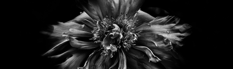 Backyard Flowers In Black And White 49